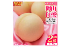 岡山白桃（2kg箱）総社市産【2025年産先行予約】25-020-004