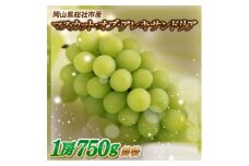 ぶどう「マスカットオブアレキサンドリア」　岡山県総社市産【2025年産先行予約】25-019-001