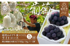 【5回定期便】総社のぶどう食べつくし ライトコース総社市秦担い手【2025年産先行予約】25-075-001