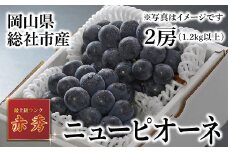 ニューピオーネ（赤秀・2房）岡山県総社市産【2025年産先行予約】25-026-002