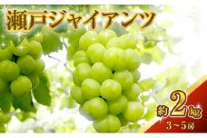 [№5615-0077]瀬戸ジャイアンツ 約2kg 3～5房 ぶどう 葡萄 フルーツ 岡山 高梁市産 2025年 先行予約
