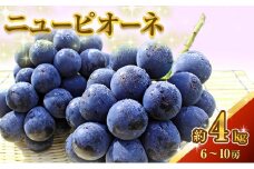 [№5615-0080]ニュー ピオーネ 約4kg ぶどう 葡萄 フルーツ 岡山 高梁市産 2025年 先行予約