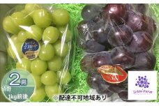 [№5615-0219]ぶどう食比べセット 2房 合計1kg前後 葡萄 フルーツ 岡山 高梁市産 ぜきお農園 ぶどうclub 2025年 先行予約