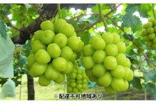 [№5615-0225]シャインマスカット 約5kg 6～8房 葡萄 フルーツ 岡山 高梁市産 こあに葡萄園 2025年 先行予約