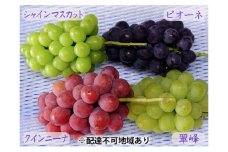 [№5615-0214]バラエティ セット 3～4房 約2kg 高梁市産 2025年 先行予約 しばくらぶどう園 葡萄 フルーツ 岡山
