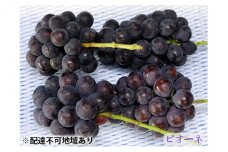 [№5615-0213]ニュー ピオーネ 3～4房 約2kg 高梁市産 2025年 先行予約 しばくらぶどう園 葡萄 フルーツ 岡山