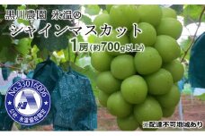 [№5615-0266]ぶどう 氷温(登録商標) シャインマスカット 1房（700g以上） マスカット ブドウ 葡萄  岡山県産 国産 フルーツ 果物 ギフト 黒川農園