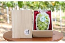 [№5615-0383]桐箱入 シャイン マスカット 1房 750g以上 葡萄 ぶどう フルーツ 岡山 高梁市産 赤迫農園 2025年 先行予約