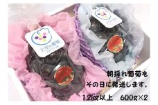 [№5615-0389]ぶどう 2025年度 早期受付 天空の葡萄(登録商標) ニュー ピオーネ 2房 1.2kg以上 1箱 美味しい笑顔をお約束 葡萄 フルーツ 岡山 高梁市産