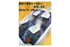 [№5615-0390]ぶどう 2025年度 早期受付 天空の葡萄(登録商標) ニュー ピオーネ 3～4房 2kg以上 1箱 美味しい笑顔をお約束 葡萄 フルーツ 岡山 高梁市産