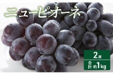[№5615-0405] 2025年 先行予約 ニューピオーネ 2房 合計約1kg 常温配送 ぶどう 葡萄 フルーツ 果物 岡山 