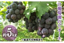 [№5615-0452]辻葡萄園 の  ニュー ピオーネ ご家庭用  約5kg 岡山県産 ぶどう 葡萄 果物 フルーツ 2023年