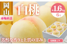 [№5615-0471]桃 2025年 先行予約 岡山 白桃 6玉（合計1.6kg以上）化粧箱入り もも モモ 岡山県産 国産 フルーツ 果物 ギフト