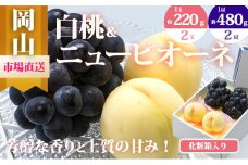 [№5615-0473]桃 ぶどう 2025年 先行予約 果物 詰合せ 白桃 2玉（1玉220g以上）ニューピオーネ 2房（1房480g以上）化粧箱入り もも 葡萄 岡山県産 国産 フルーツ 果物 ギフト