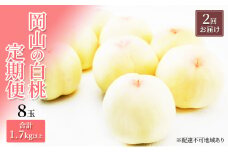 [№5615-0488]桃 定期便 2025年 先行予約 岡山 の 白桃 8玉 合計1.7kg以上×2回 お届け 化粧箱入り もも モモ 岡山産 国産 フルーツ 果物 ギフト