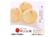 [№5615-0531]桃 2025年 先行予約 白桃 5玉 (1.5kg以上) 等級：ロイヤル 木箱入り もも モモ 岡山県産 国産 フルーツ 果物 セット ギフト