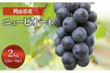 [№5615-0558]ぶどう ニュー ピオーネ 2kg  3房～4房 1房 約500g～600g 葡萄 フルーツ 岡山 高梁市産 赤迫農園 2025年 先行予約