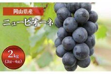 [№5615-0558]ぶどう ニュー ピオーネ 2kg  3房～4房 1房 約500g～600g 葡萄 フルーツ 岡山 高梁市産 赤迫農園 2025年 先行予約