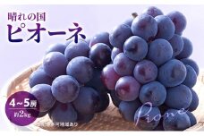 [№5615-0571]早期受付 ぶどう 晴れの国 ピオーネ 2kg（４～５房）化粧箱入り 岡山県 高梁市 ブドウ 葡萄 果物 フルーツ 