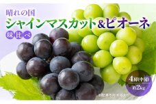 [№5615-0574]早期受付 ぶどう 晴れの国 シャインマスカット&ピオーネ 味比べ 4房（中房）化粧箱入り 岡山県 高梁市 ブドウ 葡萄 果物 フルーツ 