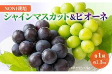 [№5615-0576]ぶどう NONI栽培 シャインマスカット&ピオーネ 【数量限定販売】 化粧箱入り 岡山県 高梁市 ブドウ 葡萄 果物 フルーツ 