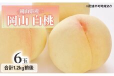 [№5615-0625]桃 【2025年 先行予約】 白桃 6玉入り 合計1.2kg前後 もも 岡山県産 国産 フルーツ 果物 ギフト