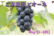 [№5615-0639]ぶどう 【2025年 先行予約】 訳あり ご家庭用 ピオーネ 4kg(5～8房) 葡萄 フルーツ 岡山 高梁市産 こあに葡萄園