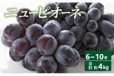 [№5615-0643]【2025年 先行予約】 ニューピオーネ 6～10房 合計約4kg 常温配送 ピオーネ ぶどう 葡萄 フルーツ 果物 岡山 高梁市