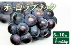 [№5615-0641]【2025年 先行予約】 オーロラブラック 6～10房 合計約4kg 常温配送 ぶどう 葡萄 フルーツ 果物 岡山 高梁市
