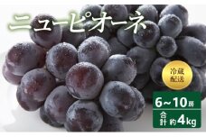 [№5615-0644]【2025年 先行予約】 ニューピオーネ 6～10房 合計約4kg 冷蔵配送 ピオーネ ぶどう 葡萄 フルーツ 果物 岡山 高梁市