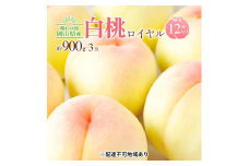 [№5615-0660]桃 2025年 先行予約 岡山 白桃 ロイヤル 3玉入り 合計約900g もも モモ 岡山県産 国産 フルーツ 果物 ギフト 橋田商店
