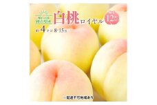 [№5615-0664]桃 2025年 先行予約 岡山 白桃 ロイヤル 約4kg 8～15玉入り もも モモ 岡山県産 国産 フルーツ 果物 ギフト 橋田商店