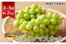 [№5615-0676]早期受付 ぶどう 晴れの国 シャインマスカット 2kg（3～5房）化粧箱入り 岡山県 高梁市 ブドウ 葡萄 果物 フルーツ