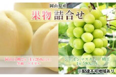 [№5615-0705]ぶどう 2025年 先行予約 果物 詰合せ 岡山 白桃 2玉 等級：ロイヤル（1玉260g以上） シャイン マスカット 晴王 1房 580g以上 もも 葡萄 岡山県産 国産 フルーツ 果物 ギフト