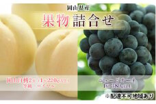 [№5615-0709]ぶどう 2025年 先行予約 果物 詰合せ 岡山 白桃 2玉 等級：ロイヤル（1玉220g以上） ニュー ピオーネ 1房 380g以上 もも 葡萄 岡山県産 国産 フルーツ 果物 ギフト