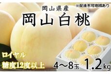 [№5615-0713]桃 2026年 先行予約 岡山 白桃 ロイヤル 4～8玉 約1.2kg JAおかやまのもも（早生種・中生種） もも モモ 岡山県産 国産 フルーツ 果物 ギフト