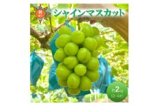 [№5615-0723]早期受付 ぶどう シャインマスカット 3～4房 約2kg 岡山県高梁市産 うめづぶどう園 化粧箱入り 葡萄 ブドウ 大粒 贈答用