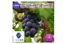 [№5615-0734]早期受付 ぶどう ご家庭用 ニューピオーネ 約2kg(3～5房) 岡山県 高梁市産