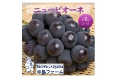[№5615-0745]早期受付 ぶどう ピオーネ 約2kg（3～4房）岡山県高梁市産 沖島ファーム 化粧箱入り 葡萄 ブドウ 贈答用