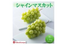 [№5615-0749]【高島屋選定品】シャインマスカット 約1.1kg（2房合計）岡山県高梁市産 個装箱入り 葡萄 ブドウ 贈り物