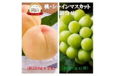 [№5615-0755]岡山県産 桃 (約250g×2玉)・シャインマスカット(約500g×1房) 詰合せ 桃 シャインマスカット 果物 フルーツ