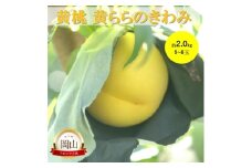 [№5615-0759]岡山県産 黄桃 黄ららのきわみ (約2.0kg) 6～8玉 桃 もも 果物 フルーツ