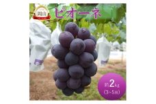 [№5615-0784]早期受付 ぶどう ピオーネ 約2kg 3～5房 岡山県高梁市産 岩原農園 葡萄 ブドウ