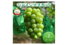 [№5615-0785]早期受付 ぶどう シャインマスカット約2kg（3～4房） 岡山県高梁市産 岩原農園 葡萄 ブドウ