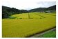 黄金色に染まる田んぼ
