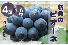 ピオーネ 岡山  約1.6kg 4房  新見 【 先行予約 2025年9月中旬～10月上旬発送】