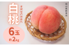草間台の朝採れ白桃1箱 約2kg 6玉 【先行予約 2025年7月下旬から発送】