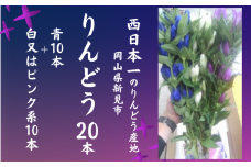 先行予約【2025年7月～9月発送】岡山県新見市産 新見のりんどう 20本