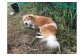 番犬マウ。山から降りてくる猿を追い払う大事な任務も担っています！