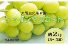 大原観光果樹園 シャインマスカット 約2kg 3～4房 【先行予約 2025年9月中旬から順次発送】